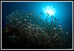 Glassfish like a painting. by Dray Van Beeck 